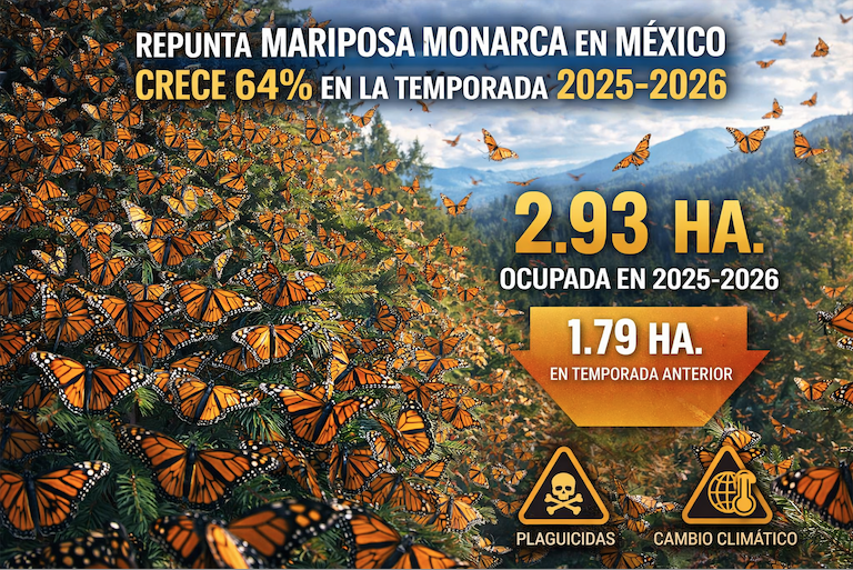 Repunta la mariposa monarca en México: crece 64% su presencia en la temporada 2025-2026