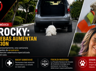 Indignación por el caso de Rocky; investigan presunto maltrato animal en Saltillo