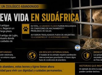De un zoológico abandonado a una nueva vida en Sudáfrica: 15 grandes felinos son rescatados