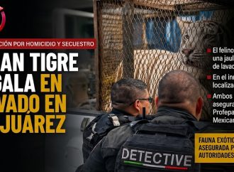 Tigre de Bengala es localizado dentro de un autolavado en Ciudad Juárez