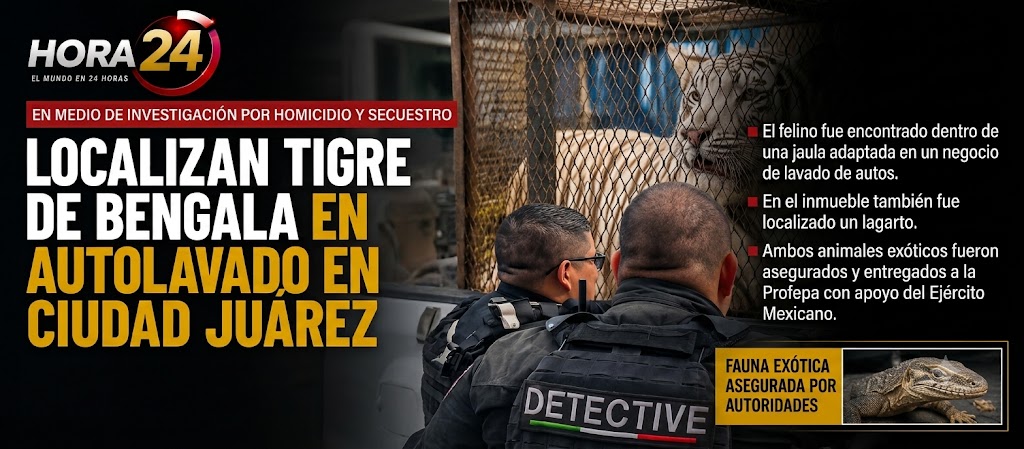 Tigre de Bengala es localizado dentro de un autolavado en Ciudad Juárez